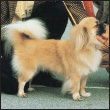 Learn the requirements of a well-bred Tibetan Spaniel by studying the - photo 4