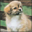 Find out about how to locate a well-bred Tibetan Spaniel puppy Discover which - photo 5