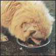 Cover the specifics of taking care of your Tibetan Spaniel every day feeding - photo 6