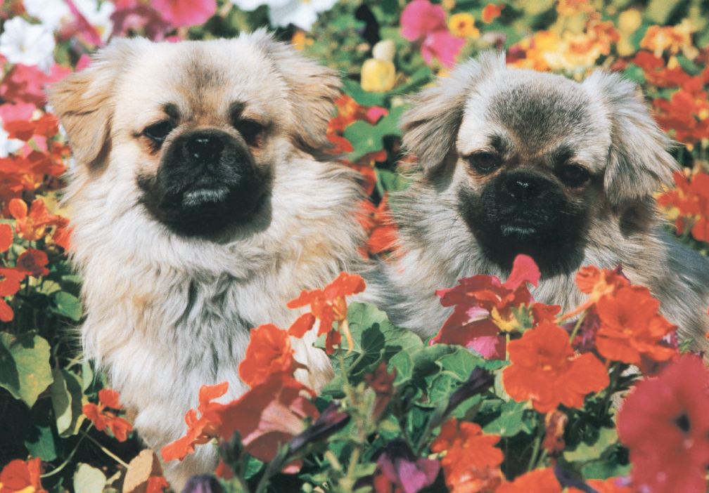 From the high tablelands of Tibet comes the Tibetan Spaniel a quaint Oriental - photo 10
