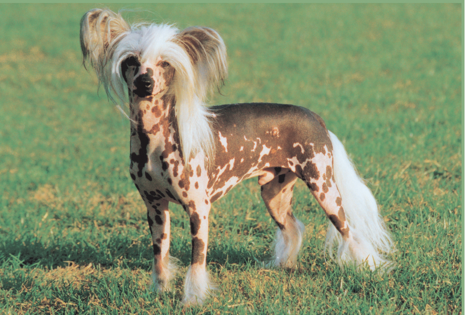 Speculation fiction and novelty abound in the history of the Chinese Crested - photo 1