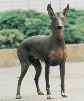 A modern Xoloitzcuintli also known as the Mexican Hairless THE CHINESE - photo 3