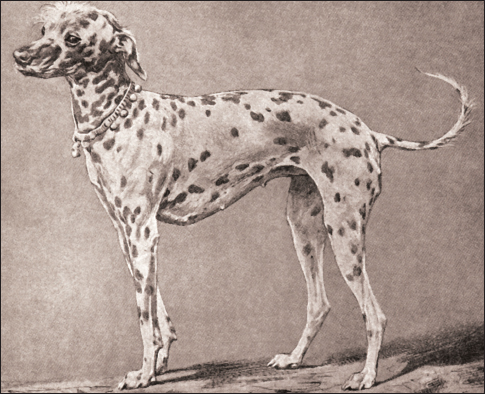 Illustration of a Chinese Crested in the early 19th century The Crested was - photo 4