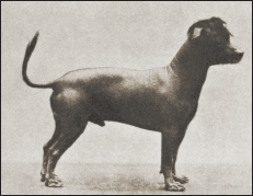 Engraving titled Hairless Dog from A Book of Beasts and Birds published in - photo 6