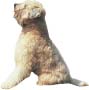 Soft Coat Wheaten Terrier - image 12