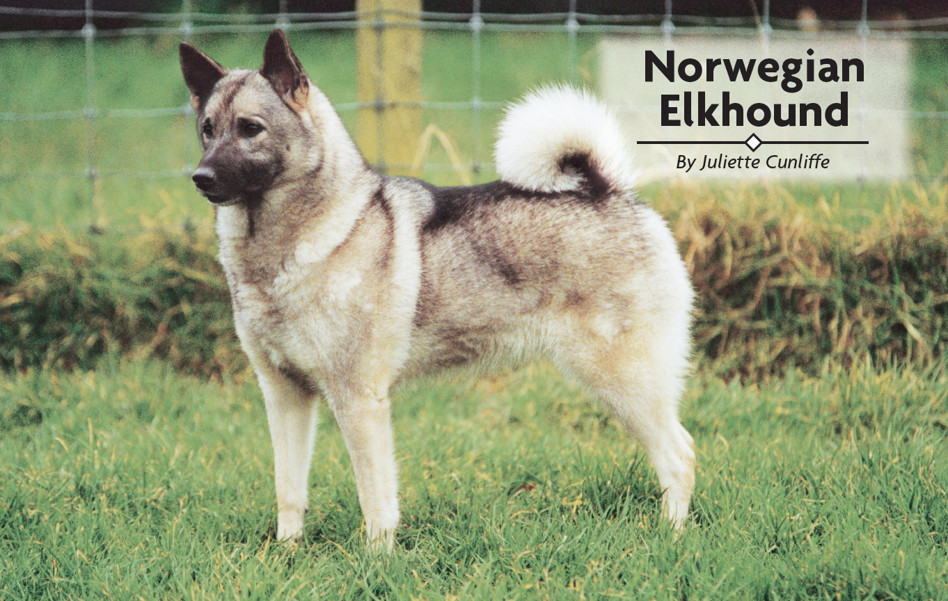 Contents Survey the ancient beginnings of the Elkhound breed of Norway - photo 2