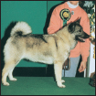 Learn the requirements of a well-bred Norwegian Elkhound by studying the - photo 5