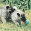 Find out about how to locate a well-bred Norwegian Elkhound puppy Discover - photo 6