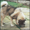 Cover the specifics of taking care of your Norwegian Elkhound every day - photo 7