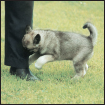 Analyze the canine mind to understand what makes your Norwegian Elkhound tick - photo 11