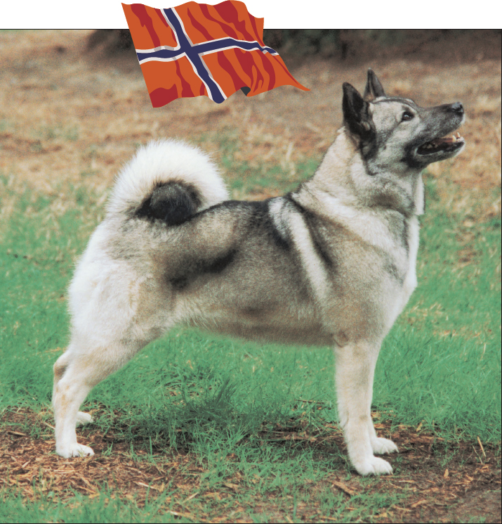 The Norwegian Elkhound breed dates back many thousands of years The breed can - photo 12