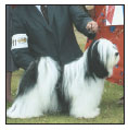 Learn the requirements of a well-bred Tibetan Terrier by studying the - photo 5