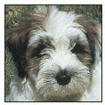 Find out about how to locate a well-bred Tibetan Terrier puppy Discover which - photo 6