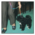 Begin with the basics of training the puppy and adult dog Learn the principles - photo 8