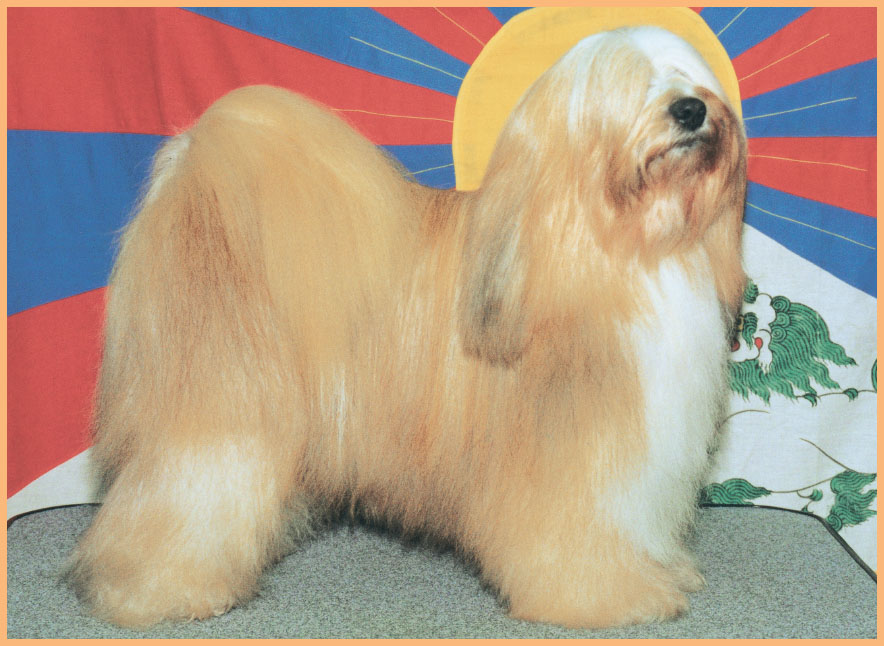 The Tibetan Terrier comes from Tibet in the Himalayan Mountains the highest - photo 11