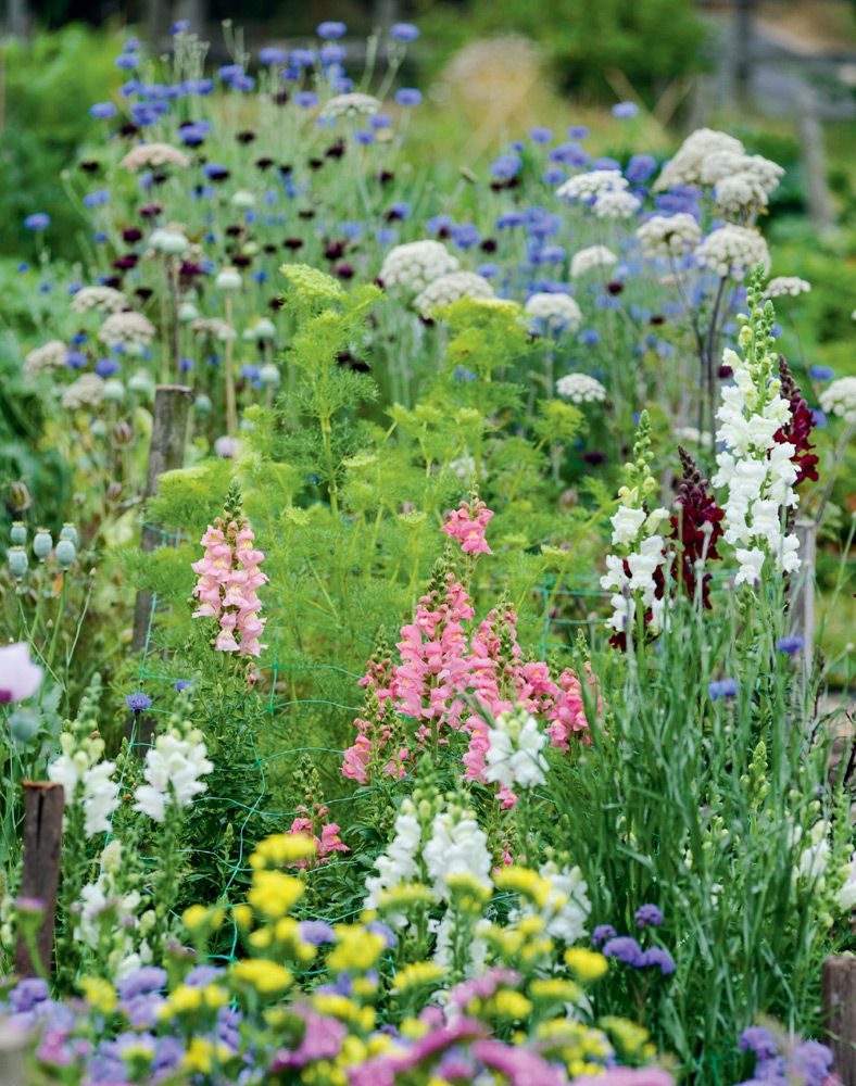 The Cut Flower Patch Grow your own cut flowers all year round Louise Curley - photo 1