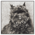 With its origins in Germany as a hunter of small vermin the Affenpinscher - photo 2