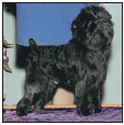 Learn the requirements of a well-bred Affenpinscher by studying the description - photo 4