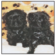 Find out about how to locate a well-bred Affenpinscher puppy Discover which - photo 5