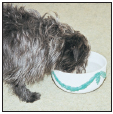 Cover the specifics of taking care of your Affenpinscher every day feeding for - photo 6