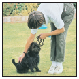 Begin with the basics of training the puppy and adult dog Learn the principles - photo 7