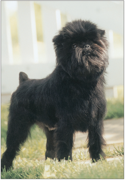 Here is Cosmos the top-winning Affenpinscher in the history of the breed - photo 10