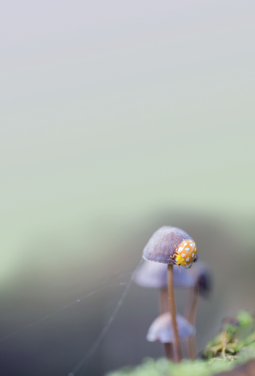 Ladybirds are familiar to most people and can often be found in parks and - photo 4