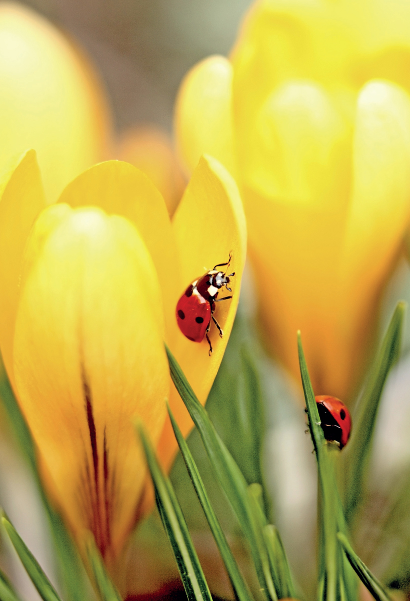 Ladybirds are familiar to most people and can often be found in parks and - photo 5