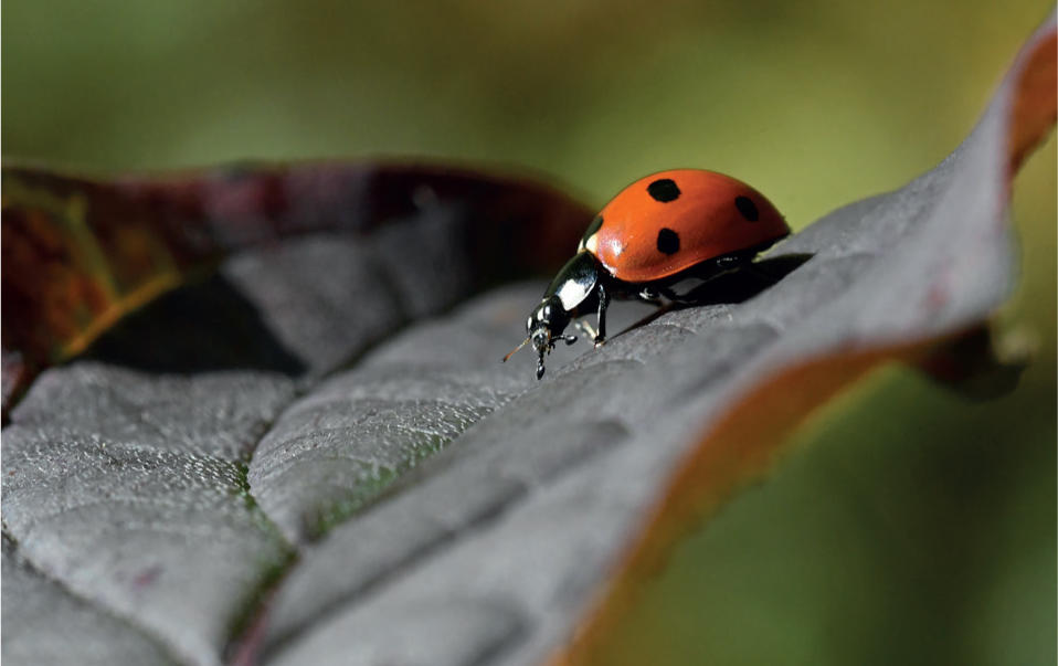 The Seven-spot Ladybird is perhaps the most iconic of all the ladybird species - photo 6