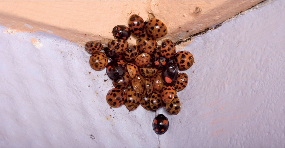 Some ladybirds are familiar because they share our homes in winter such as - photo 7