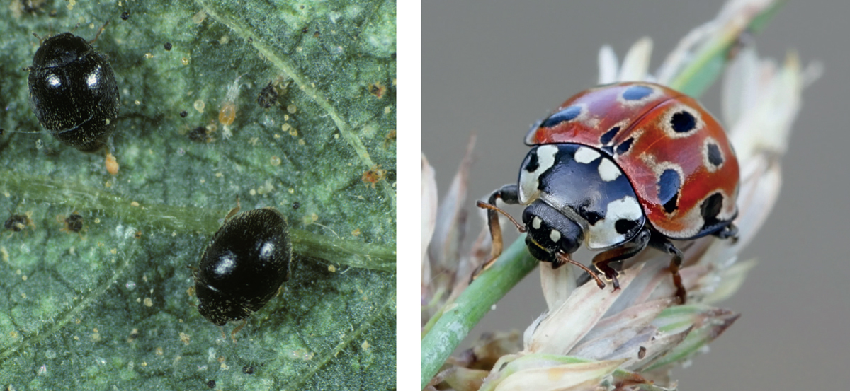 Ladybirds come in a range of different sizes from Britains smallest ladybird - photo 9