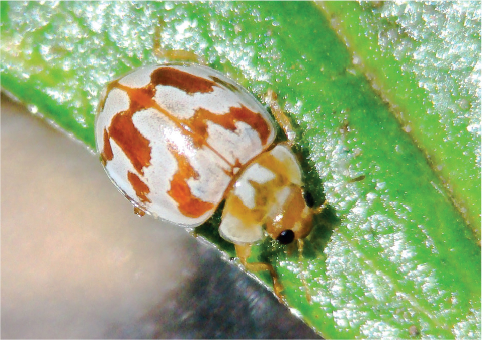 The 18-spot Ladybird is easily recognised by the cream markings smeared across - photo 10