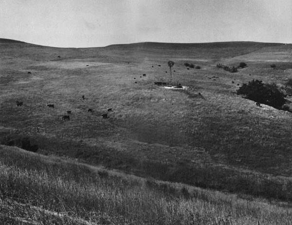 Cattle on the prairie in central Kansas Clothes drying in the wind near - photo 10