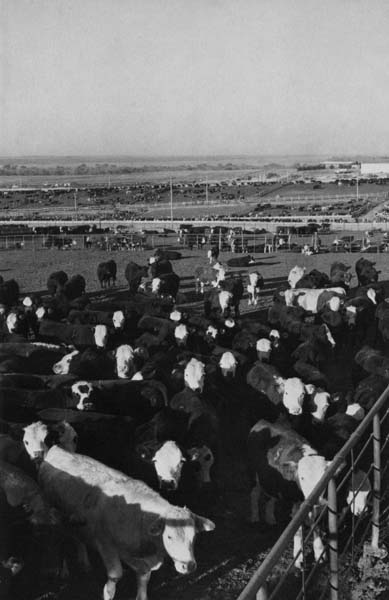 Feed lot at Ingalls Cessna airplane plant Wichita Topeka skyline - photo 5