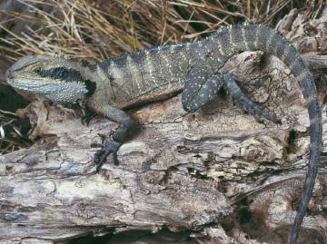 Australian water dragons Physignathus lesueurii like this male are bred in - photo 3