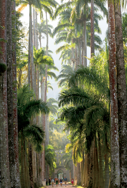 Imperial palm trees in the Jardim Botnico Admiring the city spread out at - photo 14