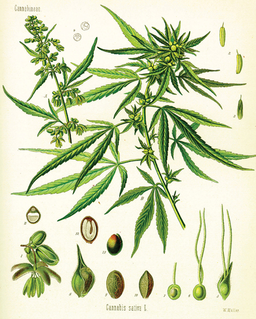 This book contains general information on growing cannabis which is a - photo 2