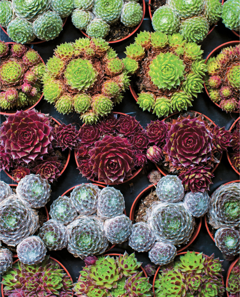 Little succulents contain a world of colours and textures Create a - photo 5