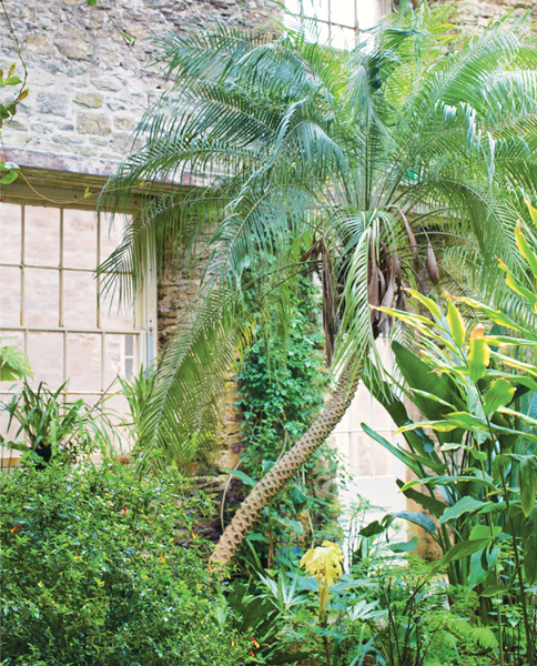 Create a tropical leafy atmosphere in your home using big green houseplants - photo 6