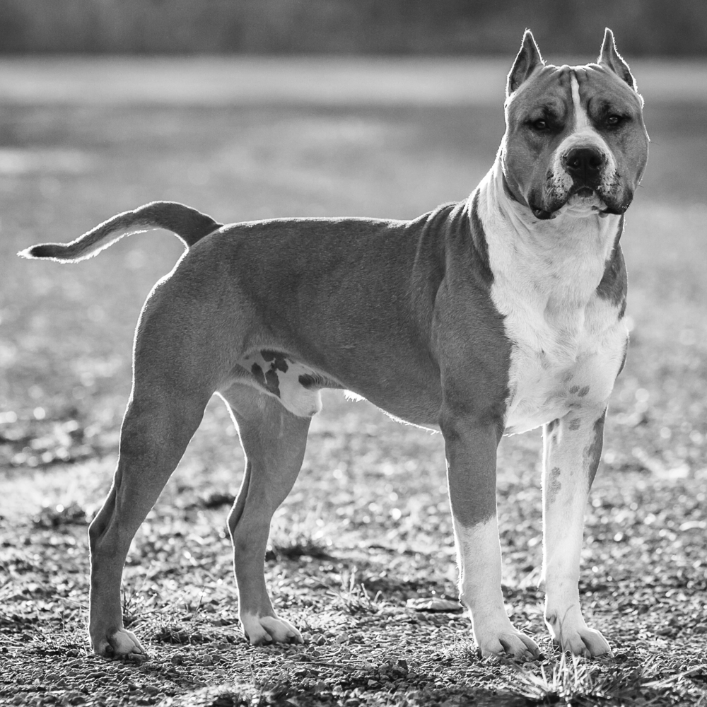 American Staffordshire terrier - photo 6