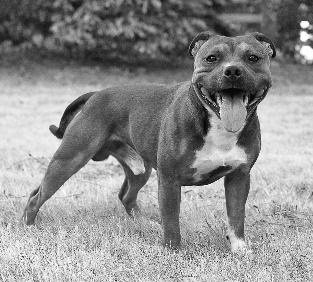 Staffordshire bull terrier - photo 8