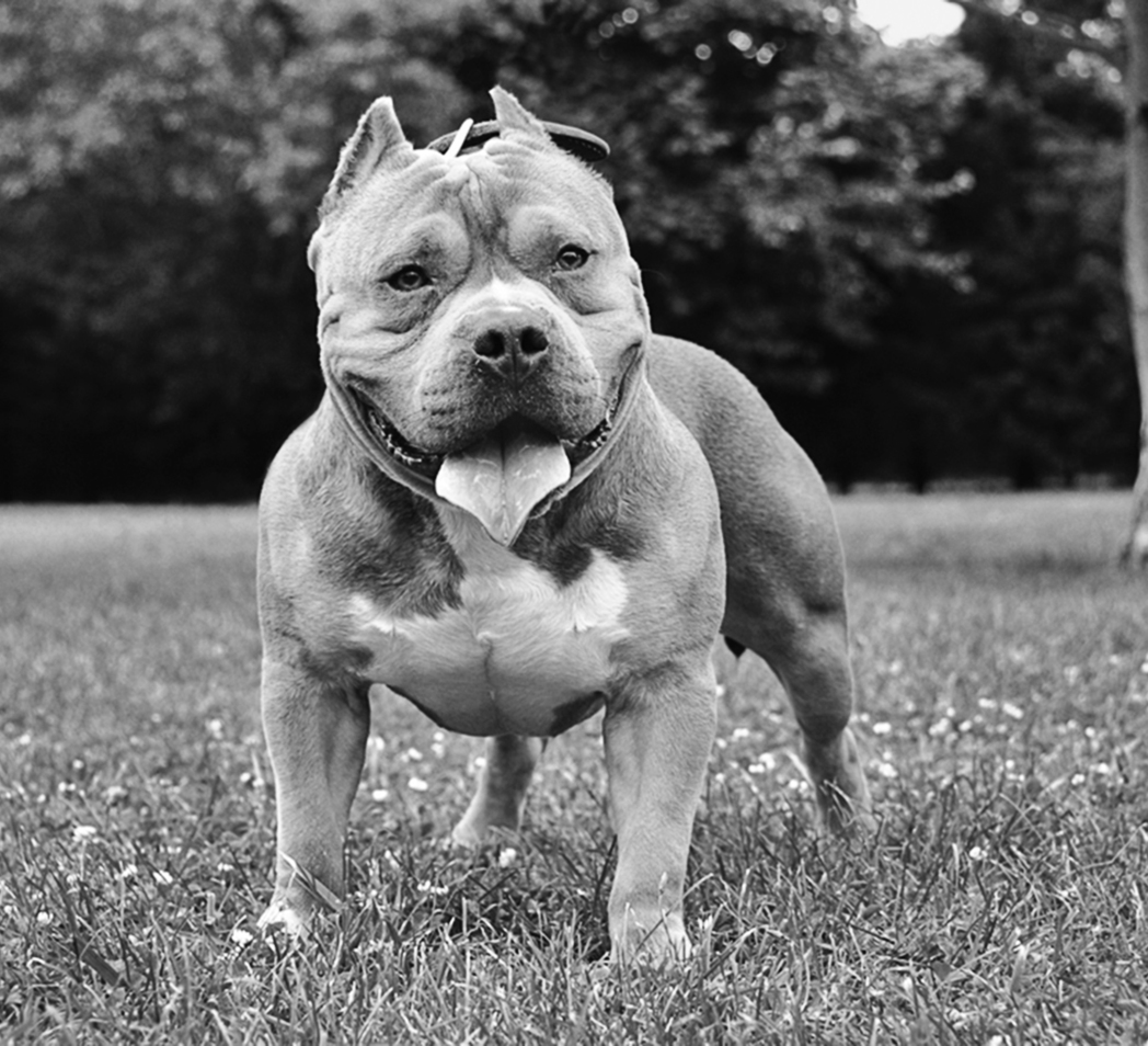 American bully RELATED BREEDS - photo 10