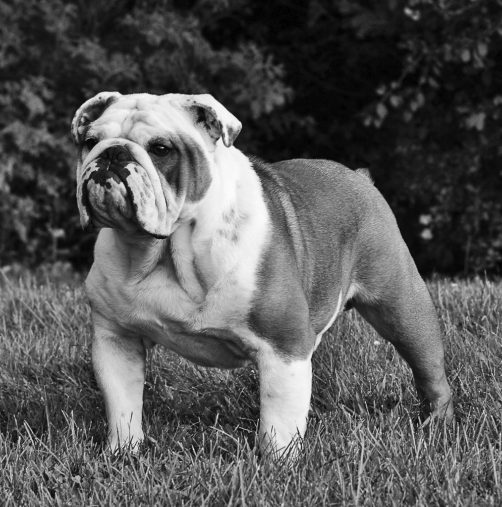 English bulldog - photo 12