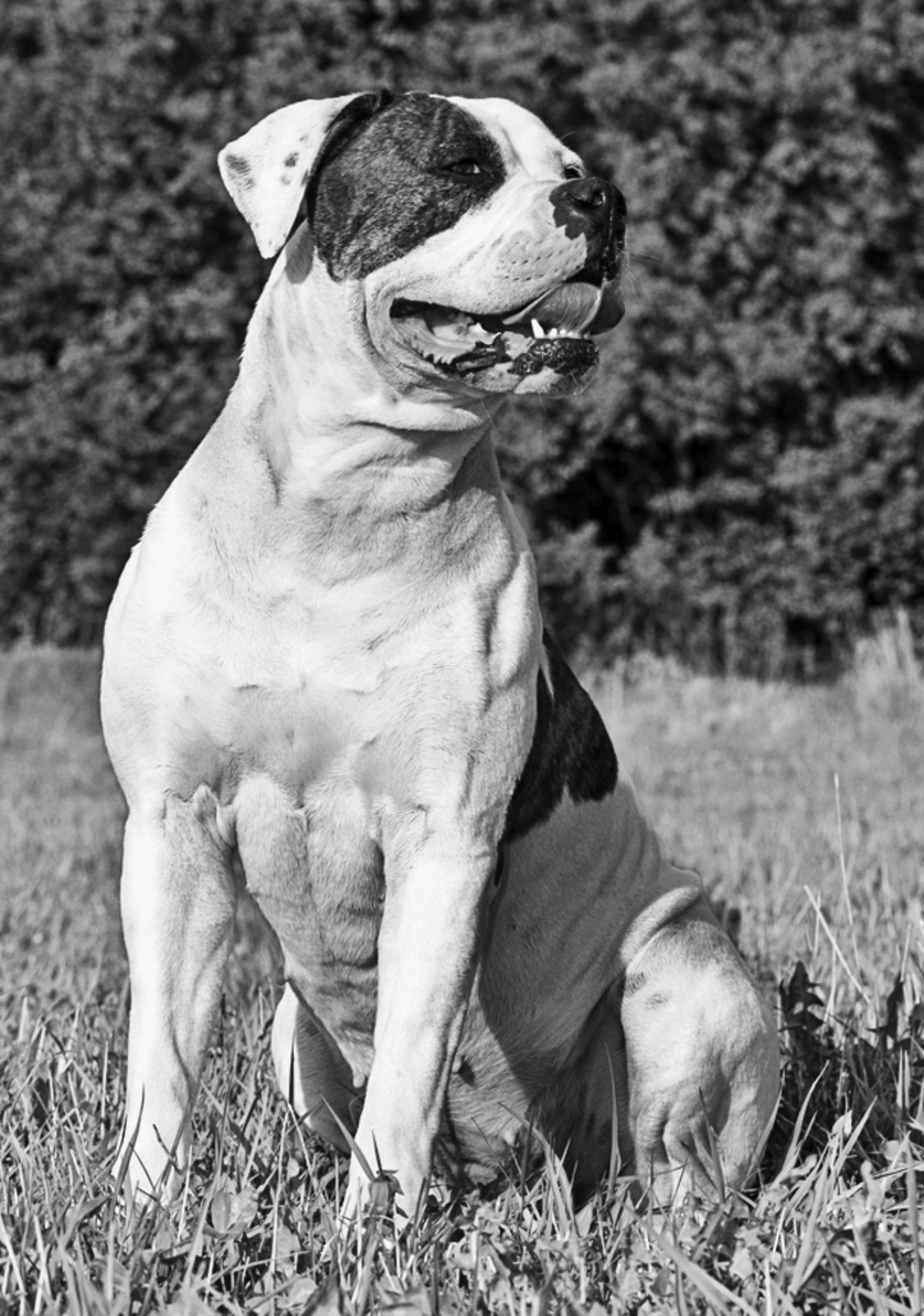 American bulldog - photo 14