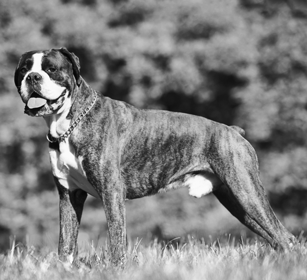 Boxer - photo 16