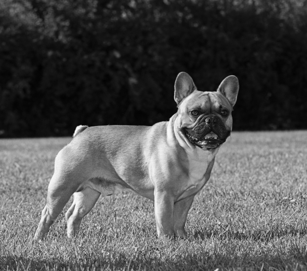 French bulldog - photo 18