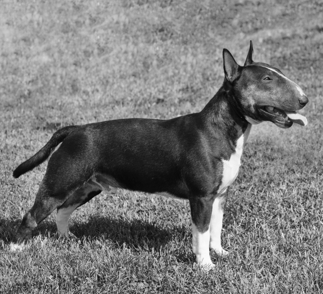 English bull terrier - photo 20