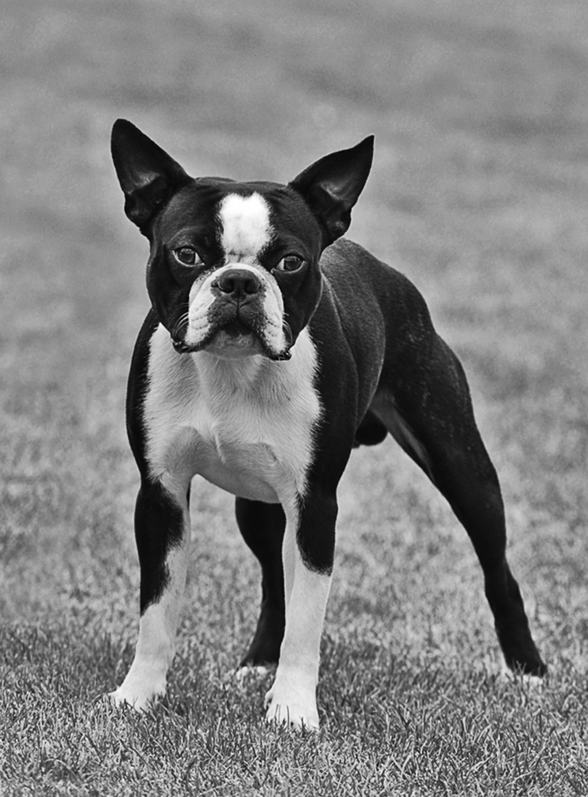 Boston terrier - photo 22