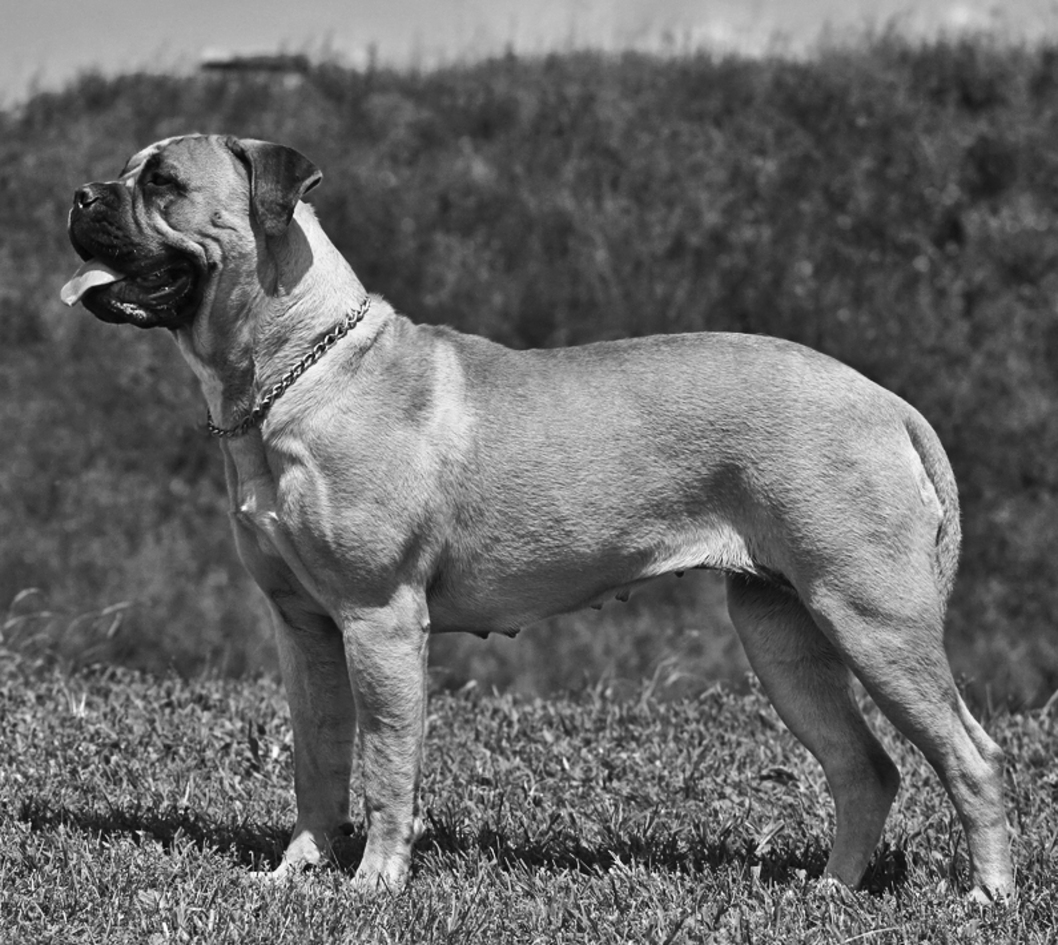 Bullmastiff - photo 24