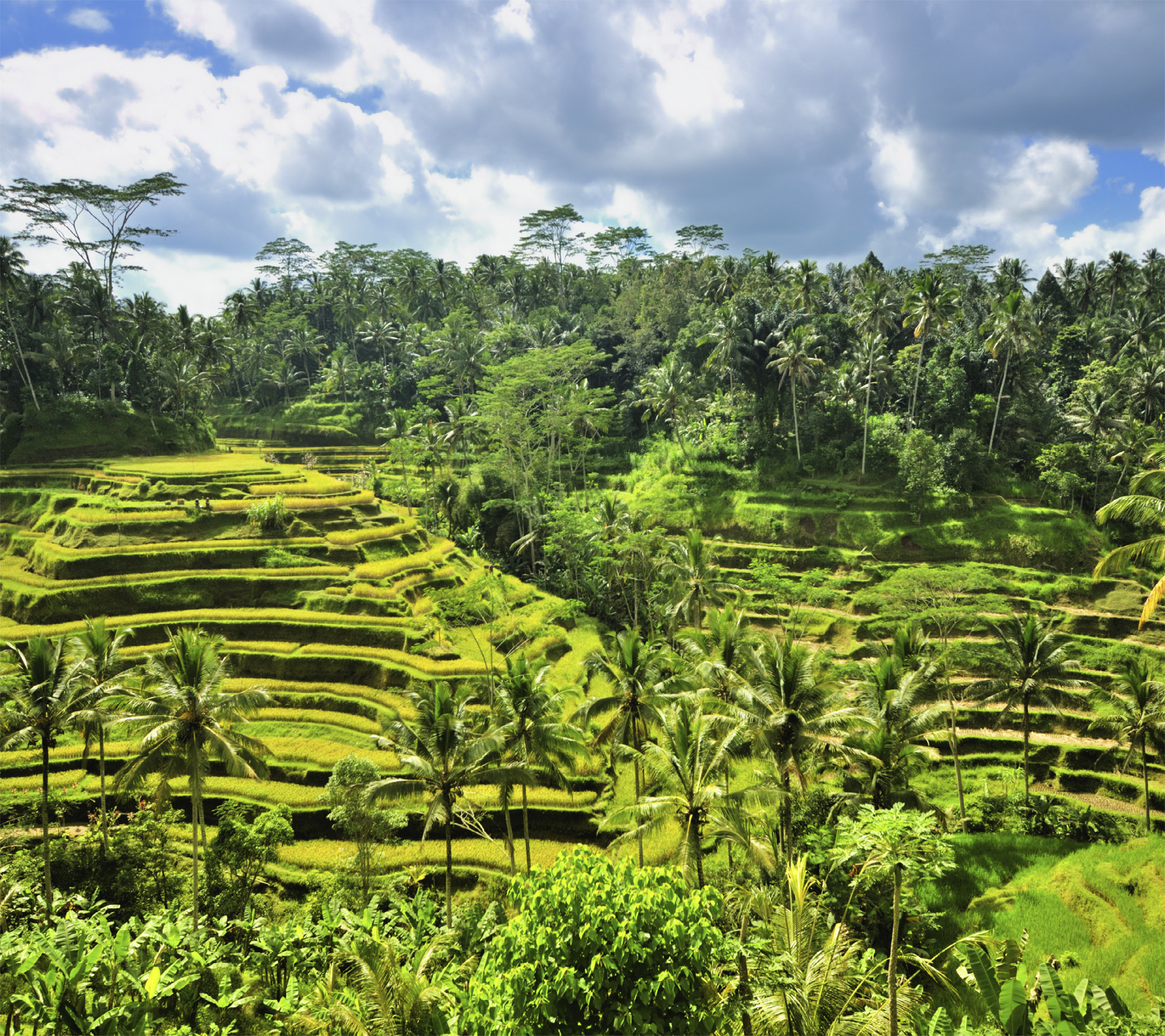 t From volcanoes rainforests lakes river gorges and rice fields to cliffs - photo 10